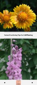 Natural Gardening Tips For Fall Planting