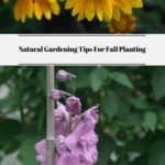 Natural Gardening Tips For Fall Planting