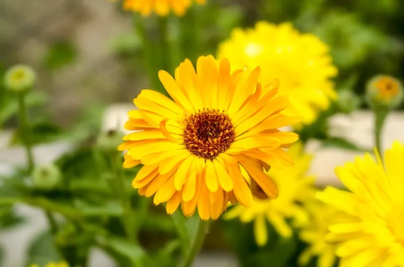 Calendula in bloom.