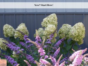 Hydrangea and butterfly bush in bloom.