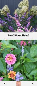 The top photo shows hydrangea and butterfly bush in bloom. The bottom photo shows lantana and salvia in bloom.