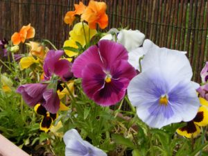 4 Easy To Grow, Edible Organic Flowers