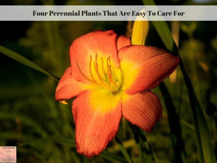 Four Perennial Plants That Are Easy To Care For - Exotic Gardening