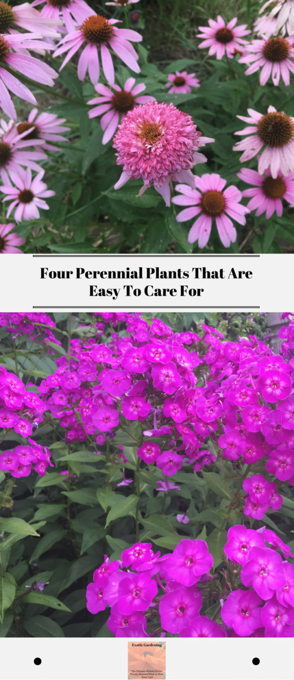 Four Perennial Plants That Are Easy To Care For - Exotic Gardening