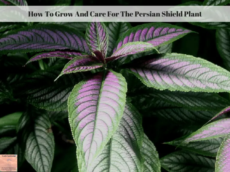 How To Grow And Care For The Persian Shield Plant Exotic Gardening