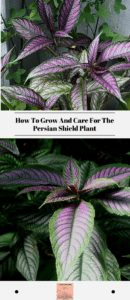 How To Grow And Care For The Persian Shield Plant