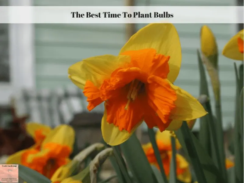 The Best Time To Plant Bulbs