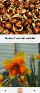 The Best Time To Plant Bulbs