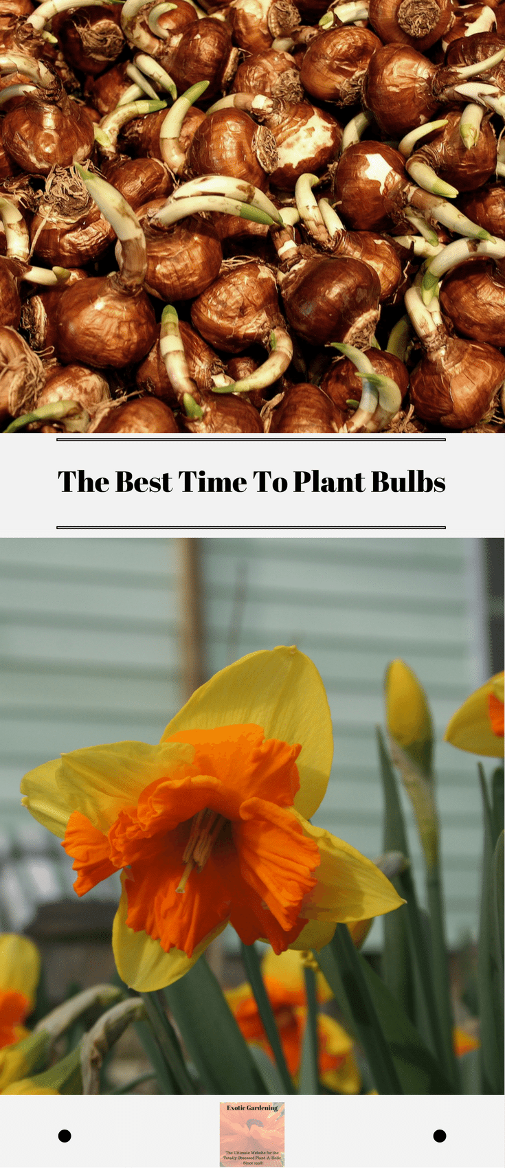 The Best Time To Plant Bulbs