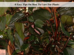 plant care tips