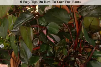 plantcaretips