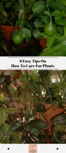 plantcaretips