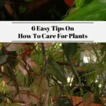 plantcaretips