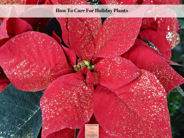 A red poinsettia plant with gold glitter on it.