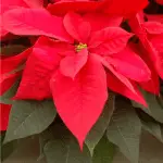 A red poinsettia in bloom.