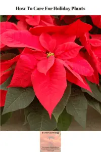 A red poinsettia in bloom.