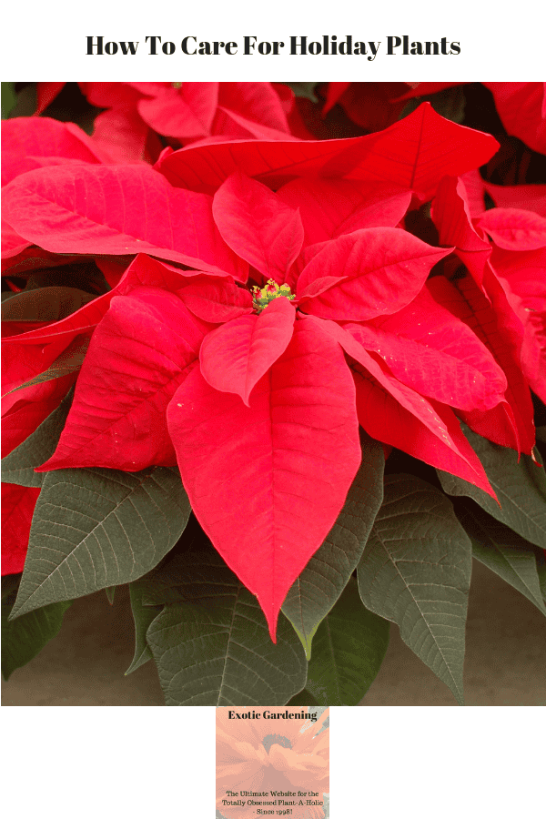 How To Care For Holiday Plants - Exotic Gardening