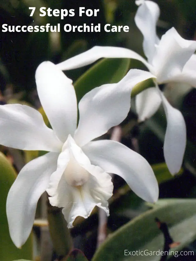 7 Steps For Successful Orchid Care Story