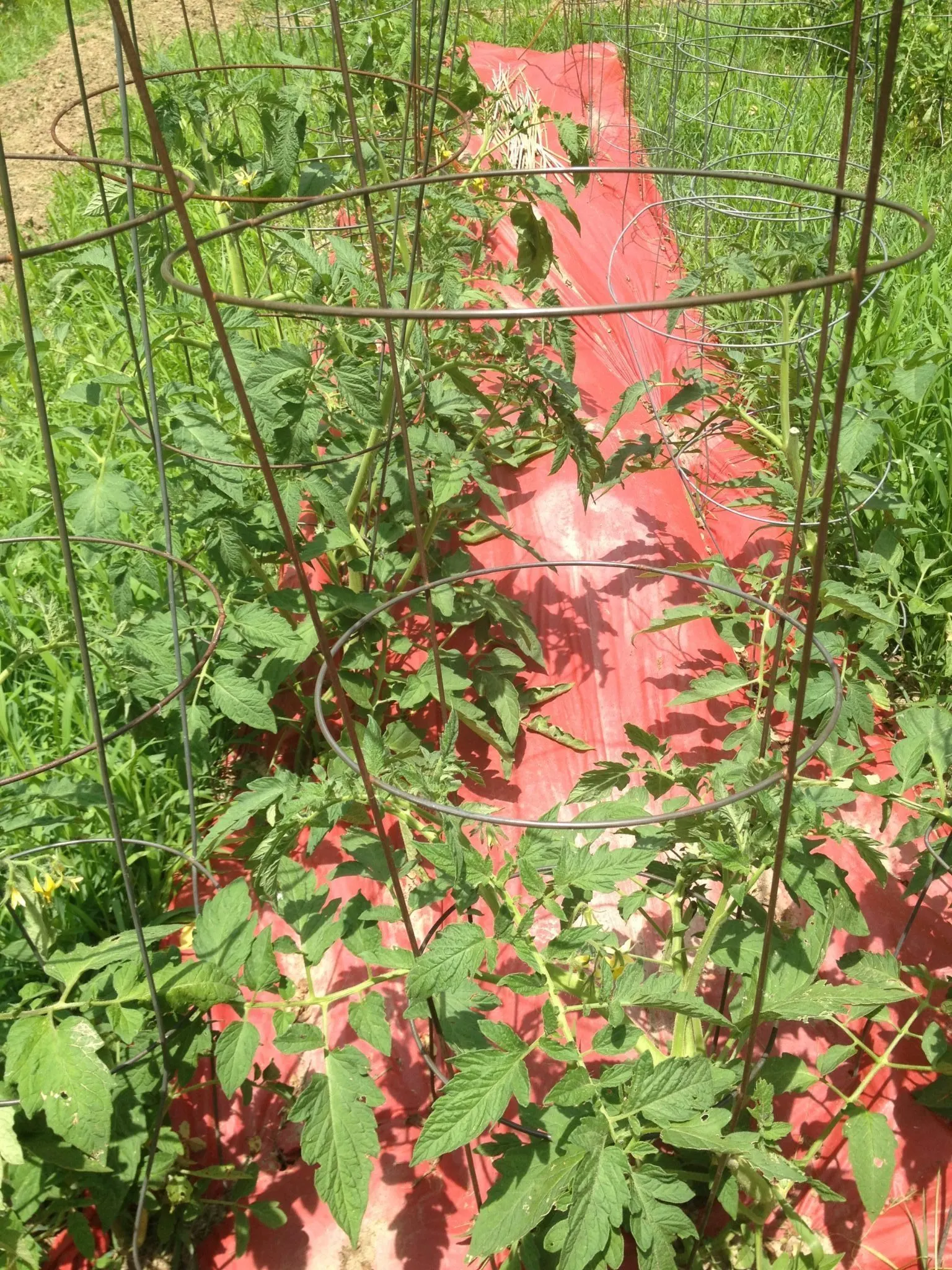 Tomato Seed Starting Tips