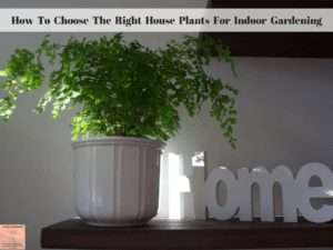 How To Choose The Right House Plants For Indoor Gardening