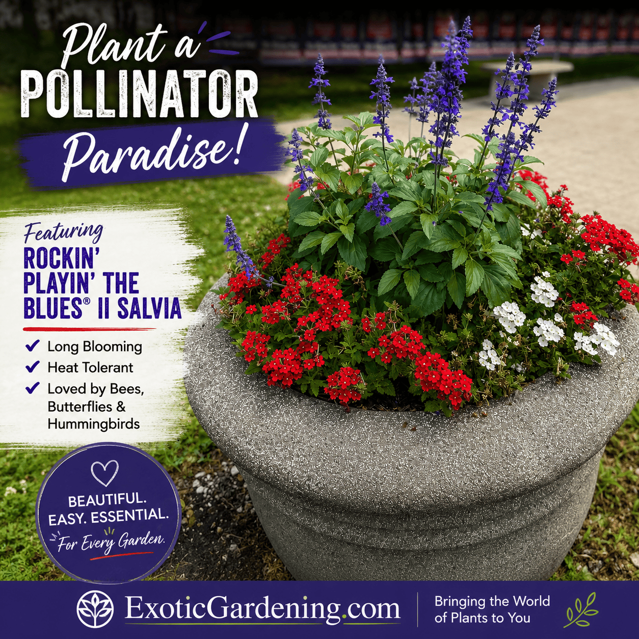 Pollinator container planted with purple Rockin’ Playin’ the Blues® II Salvia and masses of red and white flowers