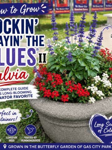 Blue Rockin’ Playin’ the Blues® II Salvia surrounded by red and white flowers in a large outdoor container