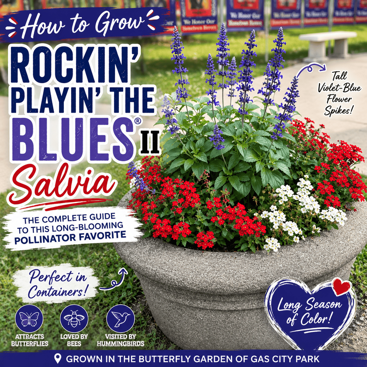 Blue Rockin’ Playin’ the Blues® II Salvia surrounded by red and white flowers in a large outdoor container