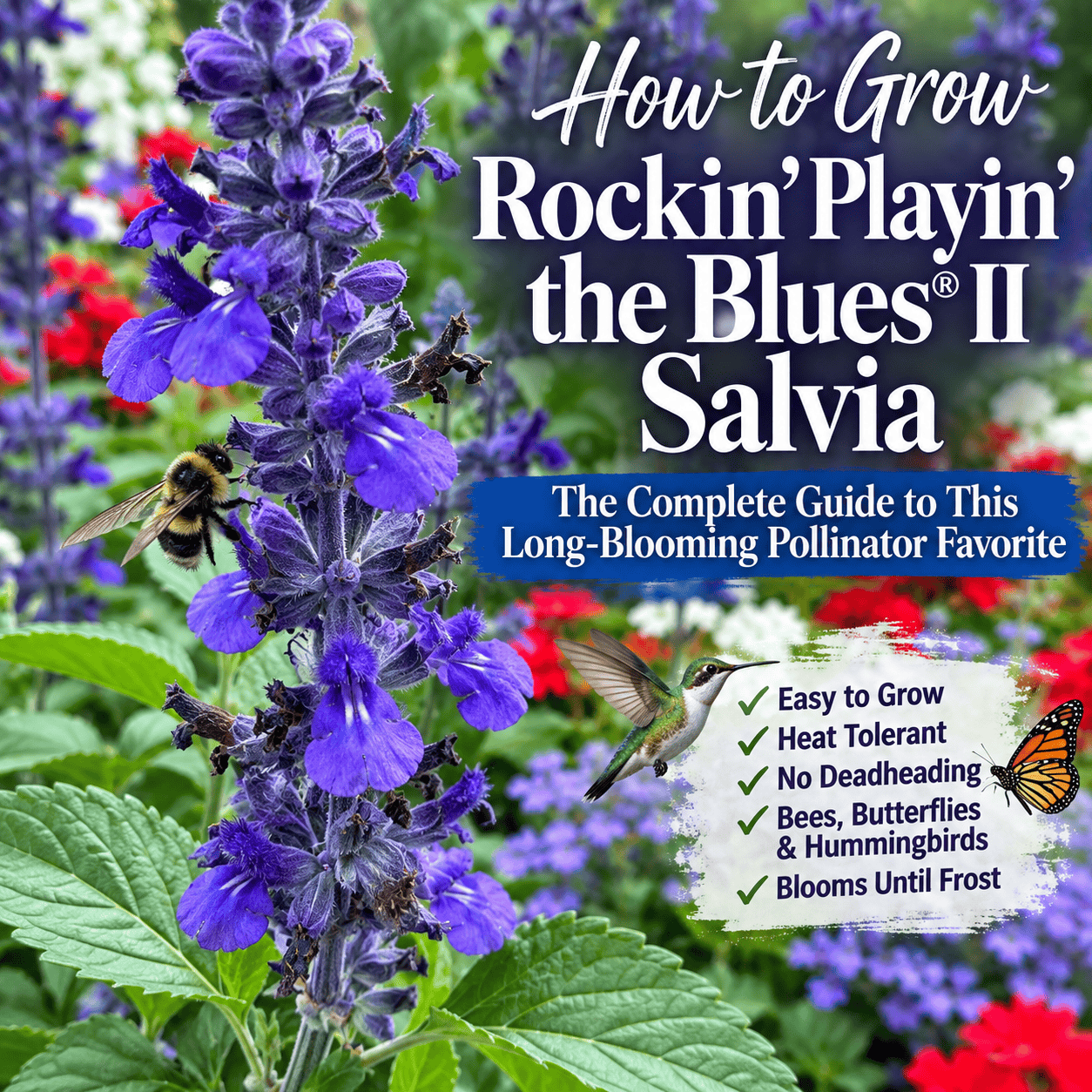 Rockin' Playin' the Blues® II Salvia growing with red and white flowers in a pollinator garden with a bee and hummingbird.
