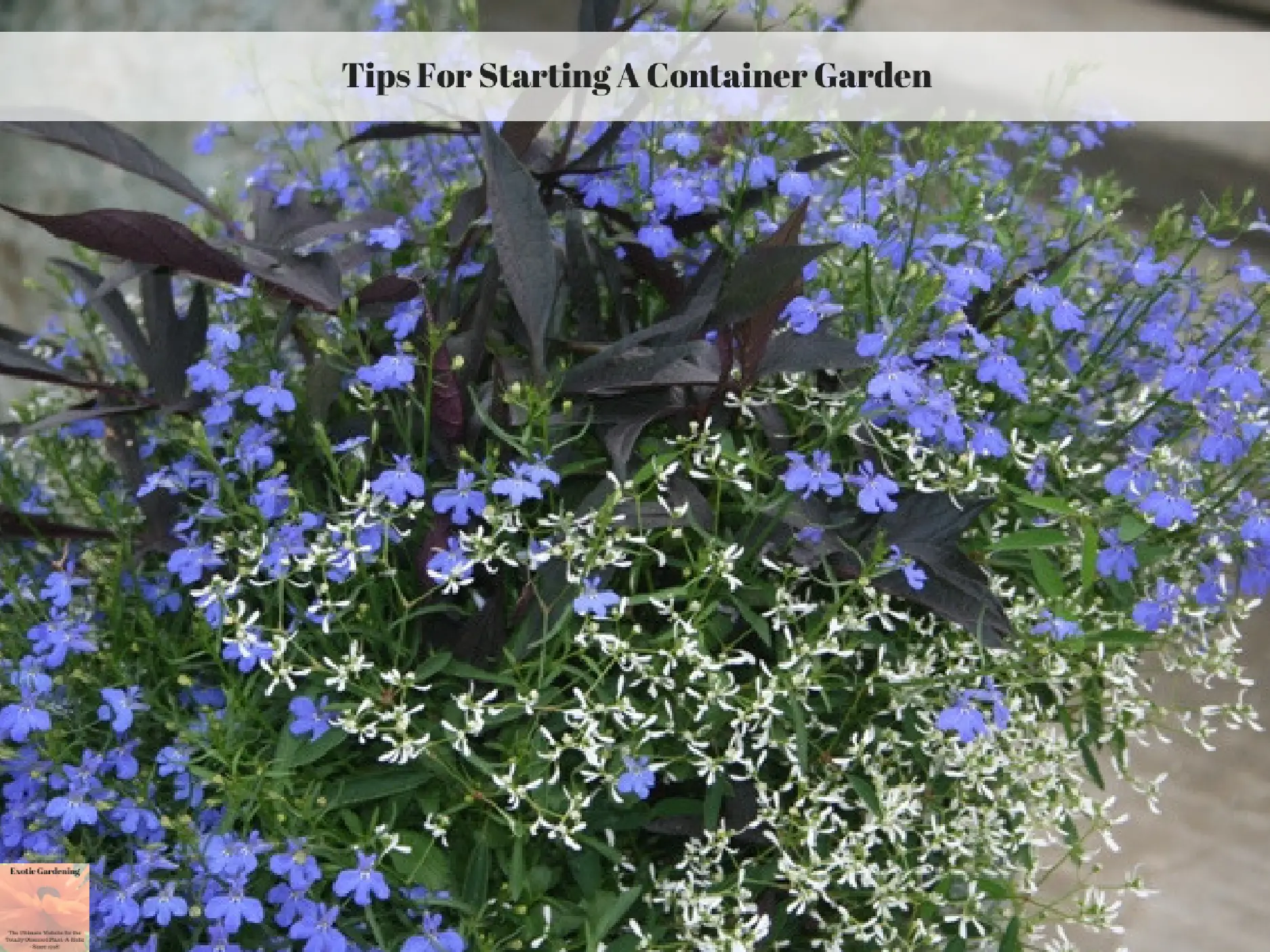 Tips For Starting A Container Garden