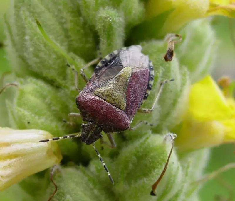 A picture of a stink bug.