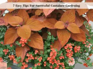 7 Easy Tips for Successful Container Gardening