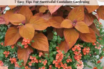 7 Easy Tips for Successful Container Gardening