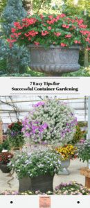7 Easy Tips for Successful Container Gardening