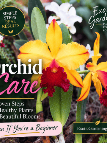 Yellow and red orchids featured in a graphic for successful orchid care and healthy blooms.