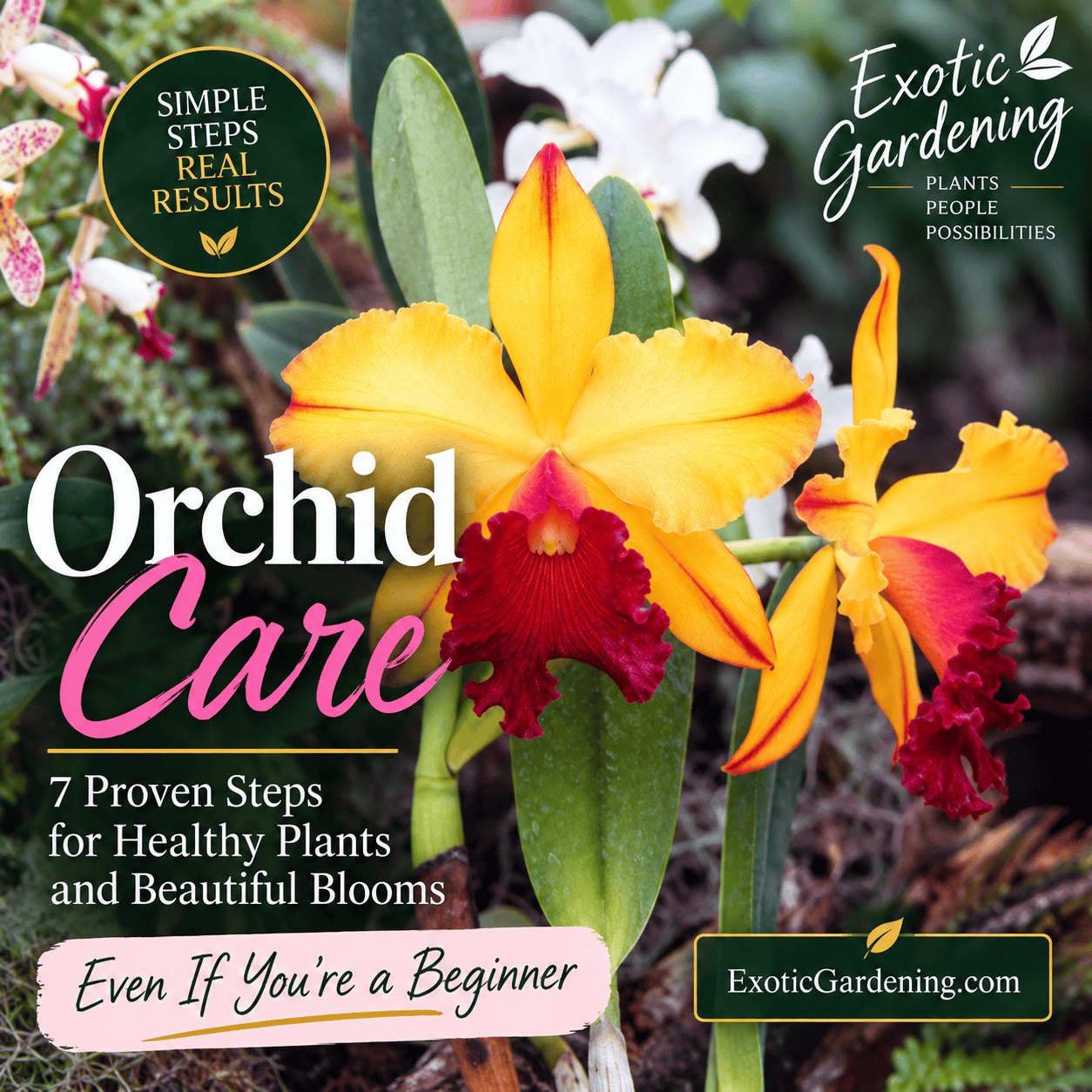 7 Sure Fire, Proven Steps For Successful Orchid Care
