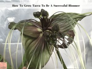 How To Grow Tacca To Be A Successful Bloomer