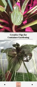 How To Grow Tacca To Be A Successful Bloomer