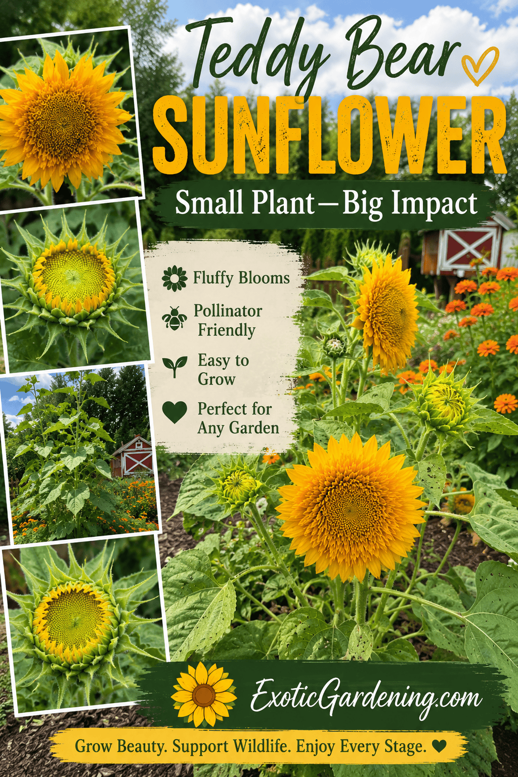 Pinterest collage featuring Teddy Bear sunflower blooms, developing flower buds, and garden views from the Children's Garden with ExoticGardening.com branding.