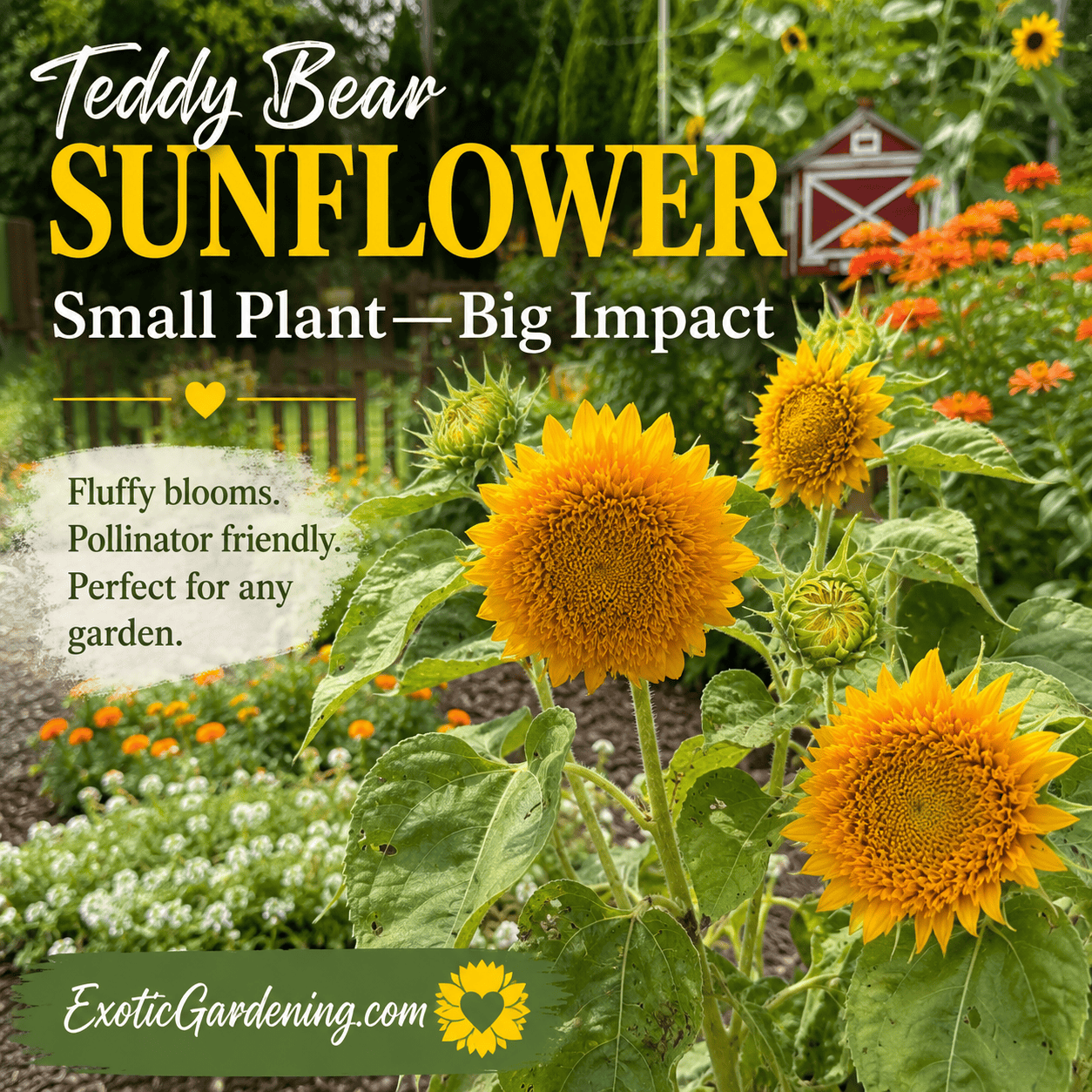 Pinterest graphic featuring Teddy Bear sunflowers growing in the Garfield-themed Children's Garden at Matter Park with fluffy golden blooms, companion flowers, and ExoticGardening.com branding.