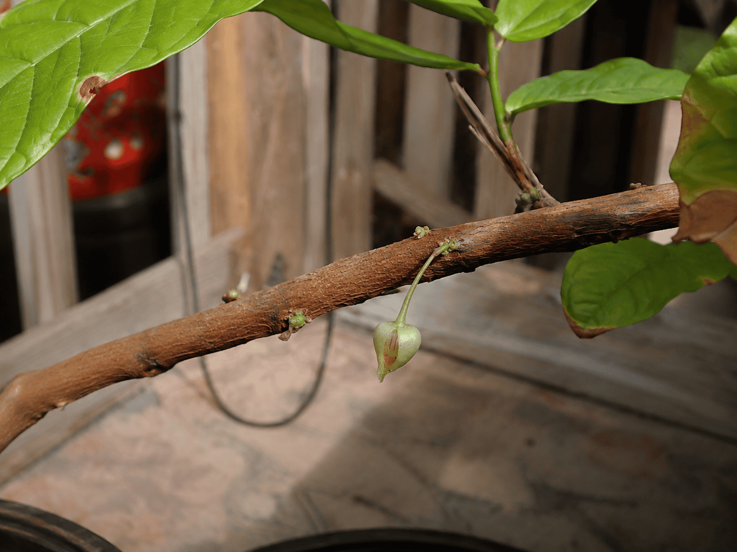 Theobroma cacao flower growing directly from a branch of my cacao tree in Indiana