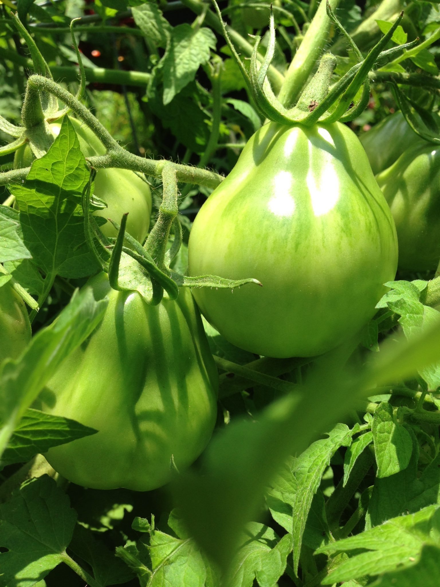 Tomato Seed Starting Tips