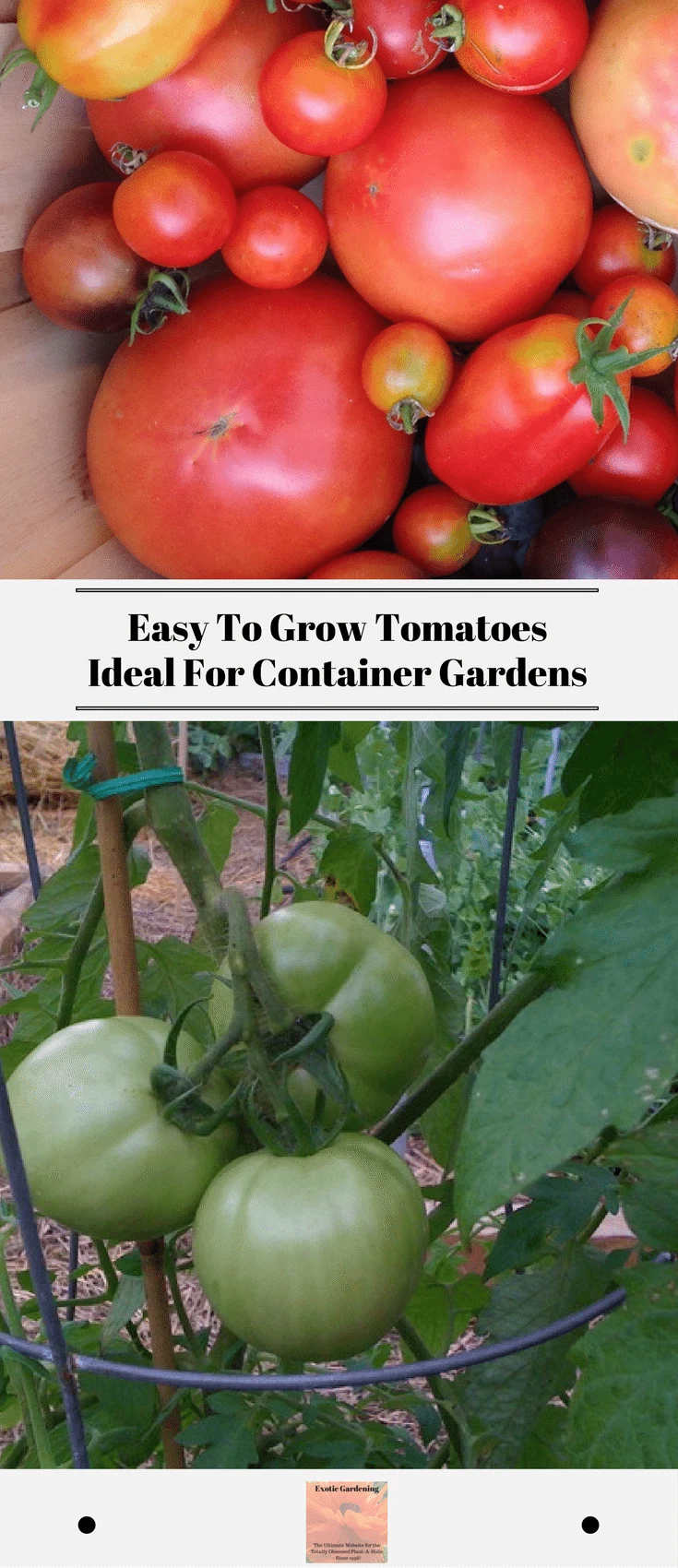 Easy To Grow Tomatoes Ideal For Container Gardens