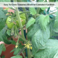Easy To Grow Tomatoes Ideal For Container Gardens