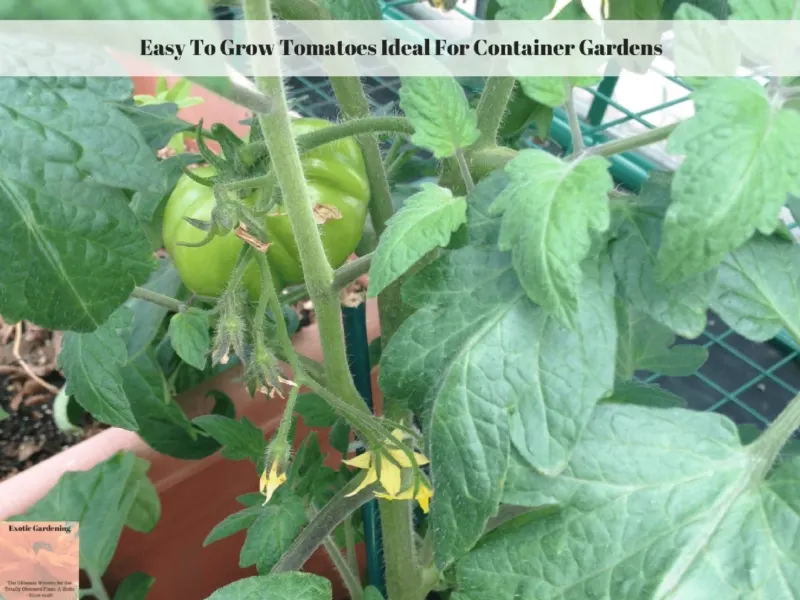 Easy To Grow Tomatoes Ideal For Container Gardens