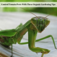 Control Tomato Pests With These Organic Gardening Tips
