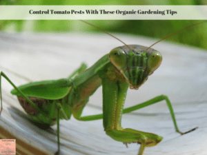 A preying mantis sitting on my deck.