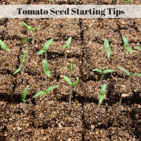 Tomato Seed Starting Tips
