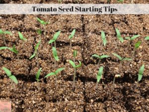 Tomato Seed Starting Tips