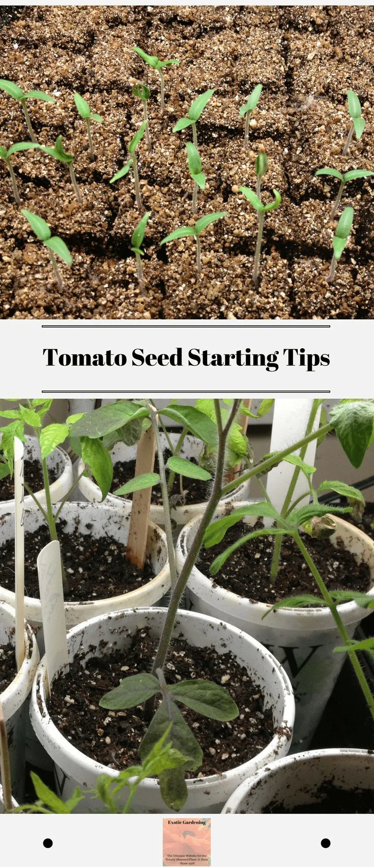 Tomato Seed Starting Tips