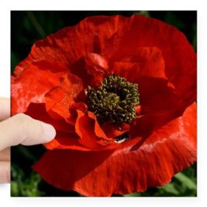 Photo of a red poppy.